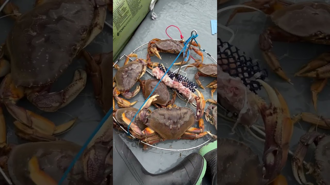 7.5 inch Dungeness Crab!  Crabbing in Burnaby, BC