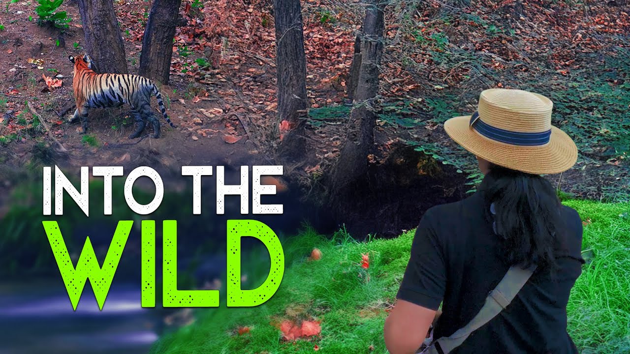 Real Jungle Walk with Expert Guide | Kanha Tiger Reserve