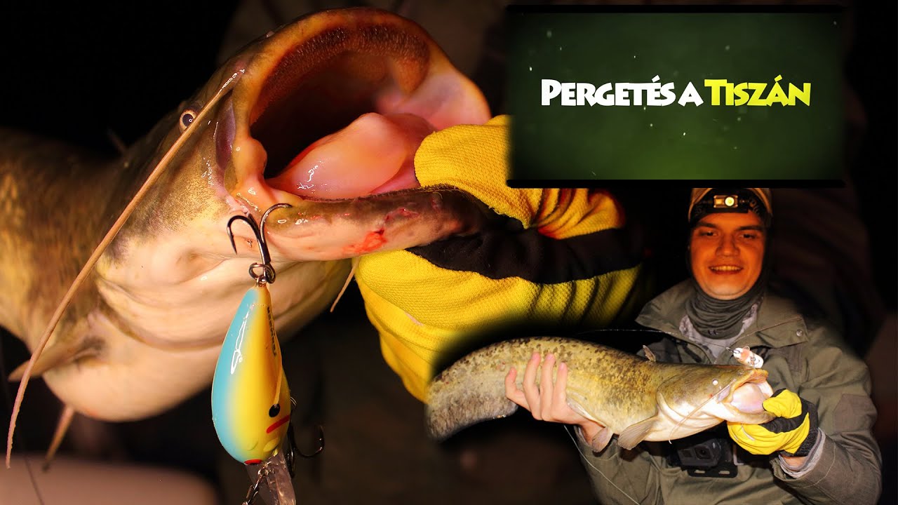 Pergetés a Tiszán - Harcsapergetés egérúszáson