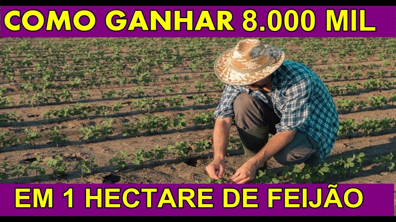 COMO GANHAR 8.000 MIL PLANTANDO FEIJÃO EM 90 DIAS