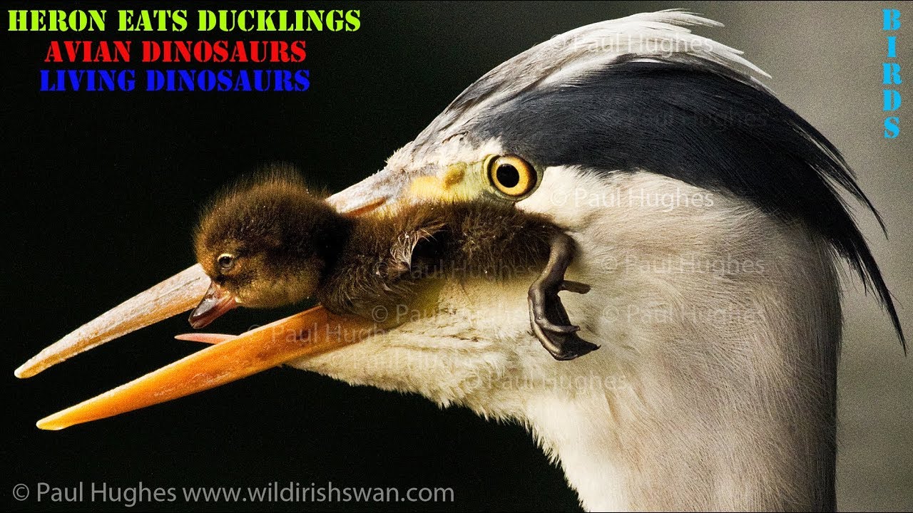 When a heron eats ducklings, there's nothing a mother duck can do to stop this predator from hunting