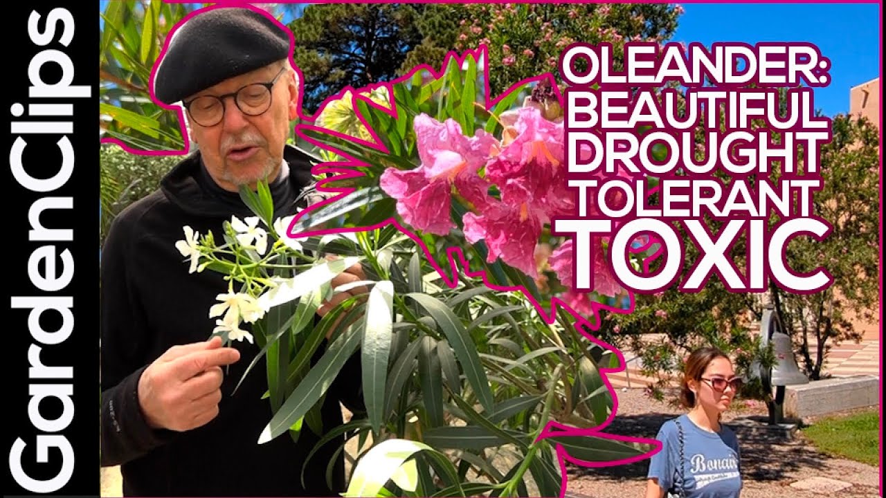 Oleander: Beautiful, Drought Resistant, and TOXIC!