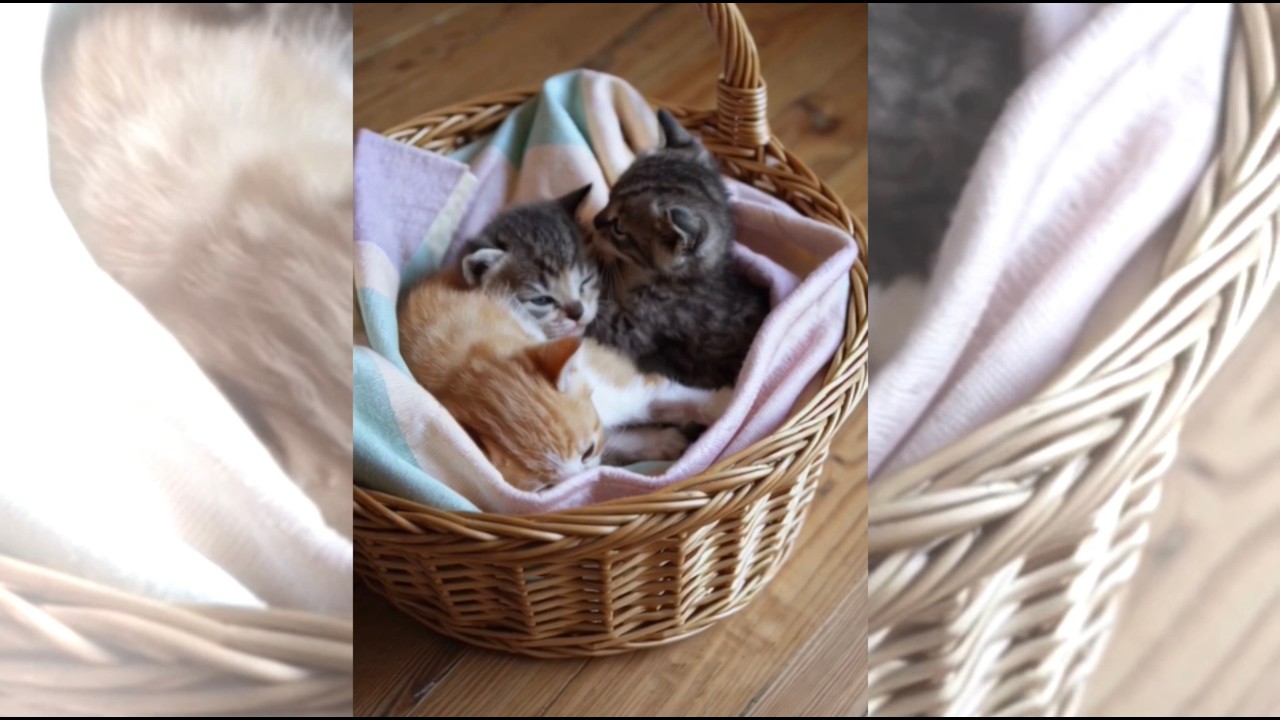 Adorable Kittens at Their Best: A Heartwarming Compilation 🐱💖