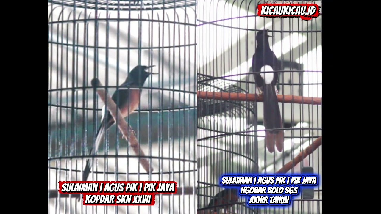 Murai Batu Sulaiman Berburu Prestasi Jelang Mabung, ini Rahasianya! 