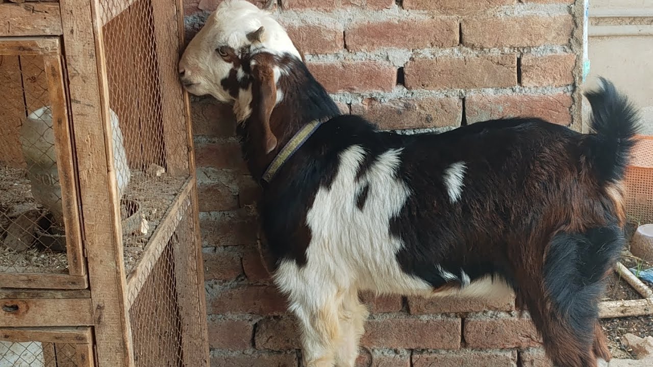 Bad News 💔 Hamari Bakri Chali Gain 😭 [Chaudhary Pets vlog]
