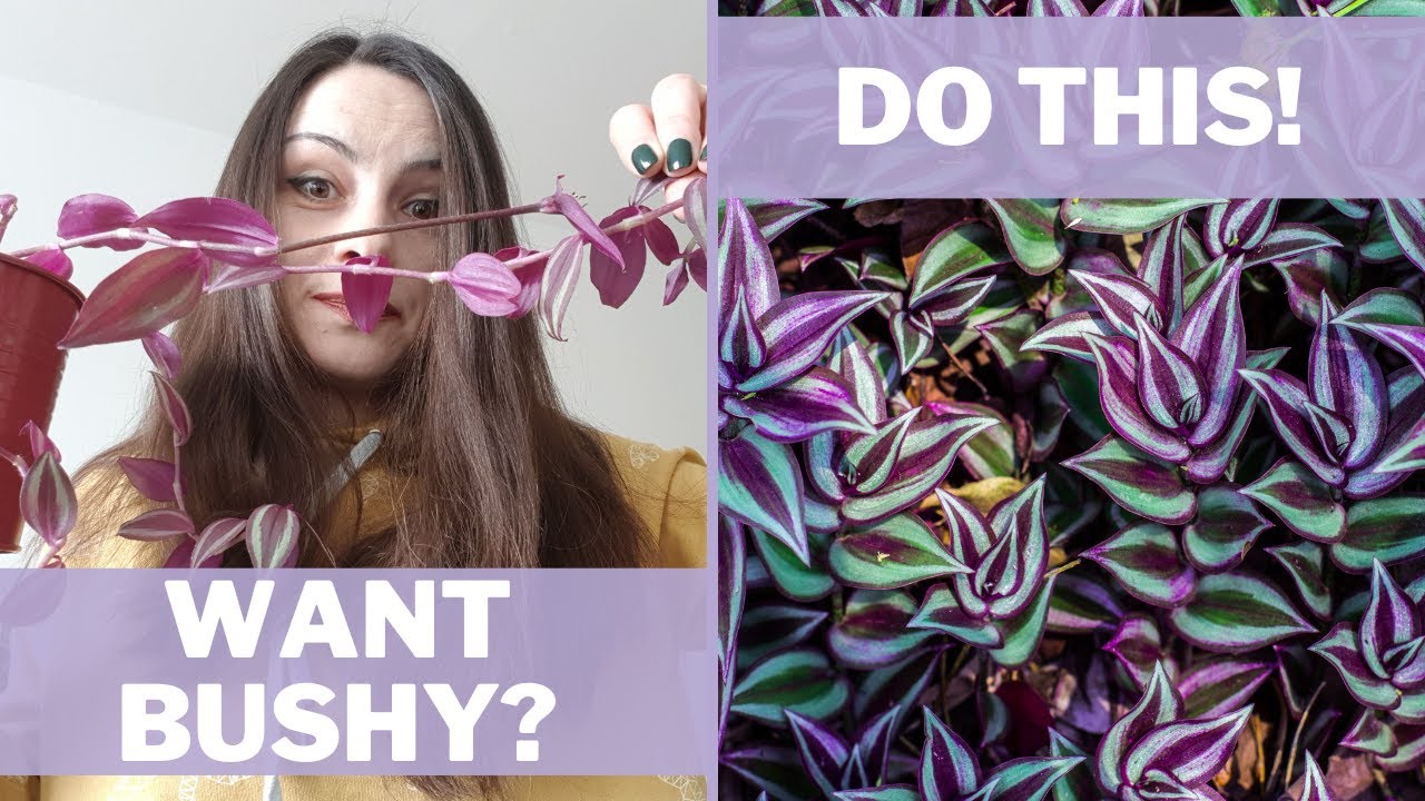 INCH PLANT water propagation + UPDATES | BUSHY Tradescantia