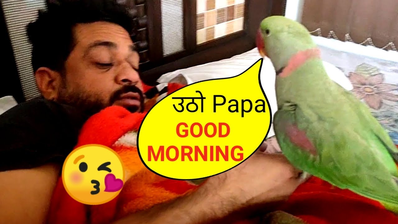 Talking Parrot Pablo GOOD MORNING Massstiii - उठो पापा सुबह हो गई 😘-Best Talking parrot video