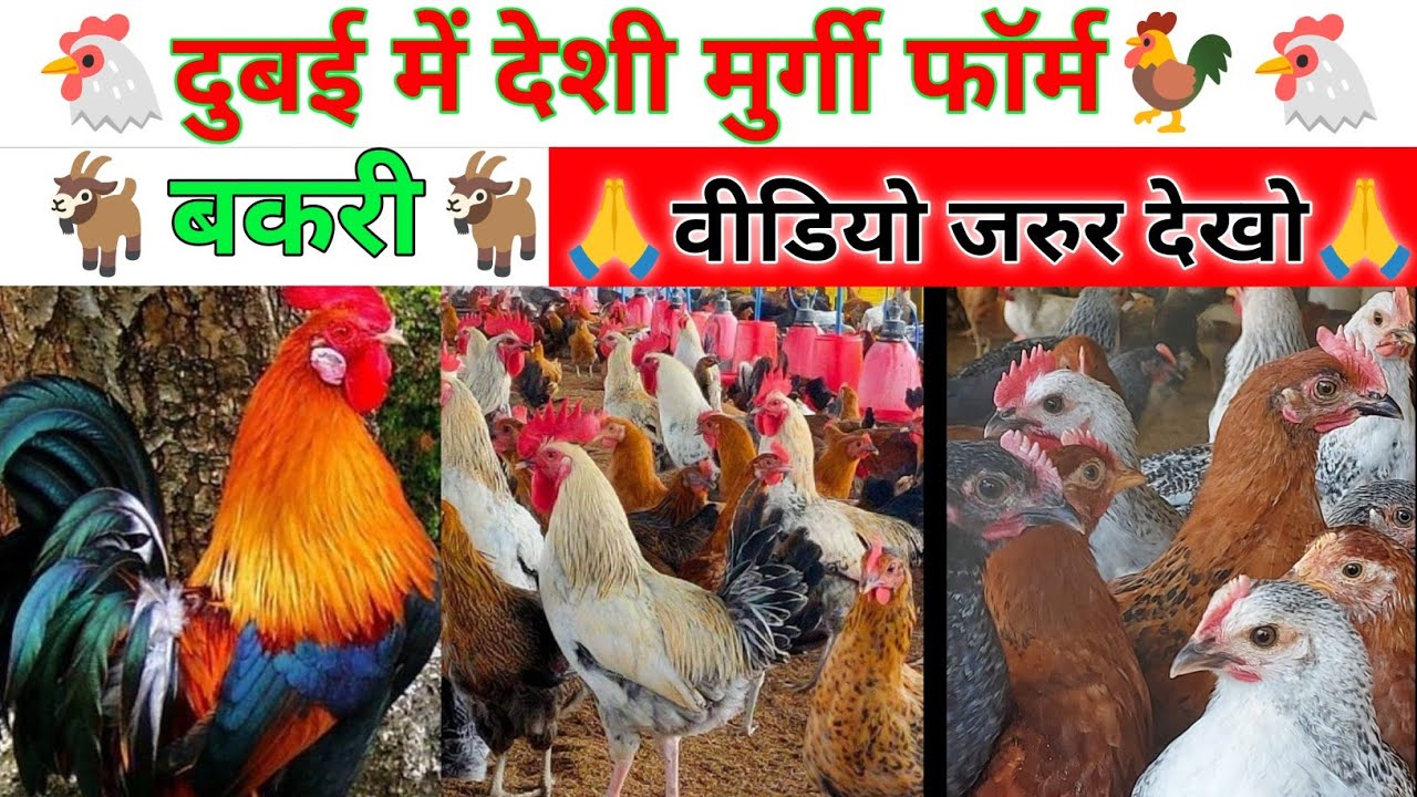 देशी मुर्गियां दुबई में भी मिलता है मेरे भाई ! ताजी और देशी मुर्गियां 