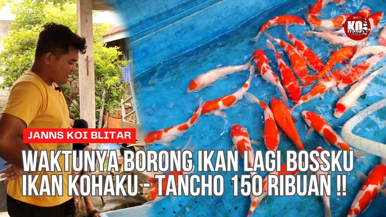 JOSS JISS ⁉️PAKET KOHAKU BAHAN CAKEP-CAKEP BOSKU ‼️