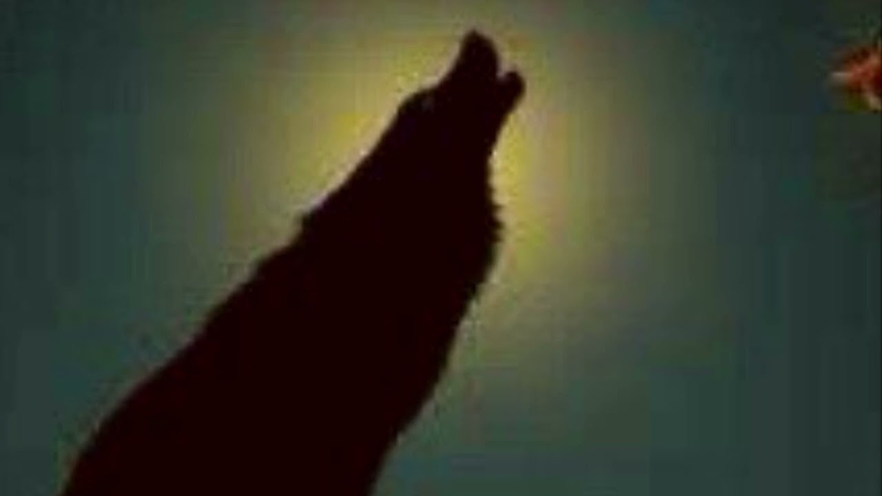 Shepard of an outlaw