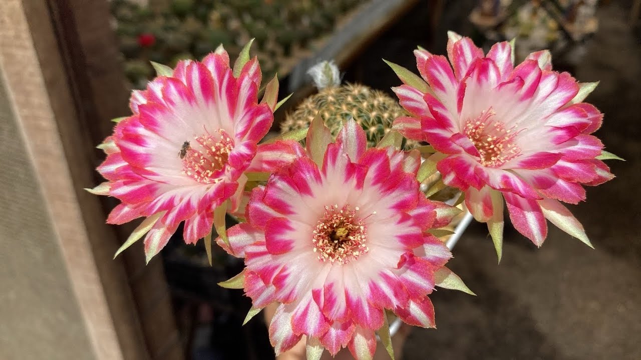 Muitas flores lindas vem ver ❤️🥰#FLORES#CACTOS
