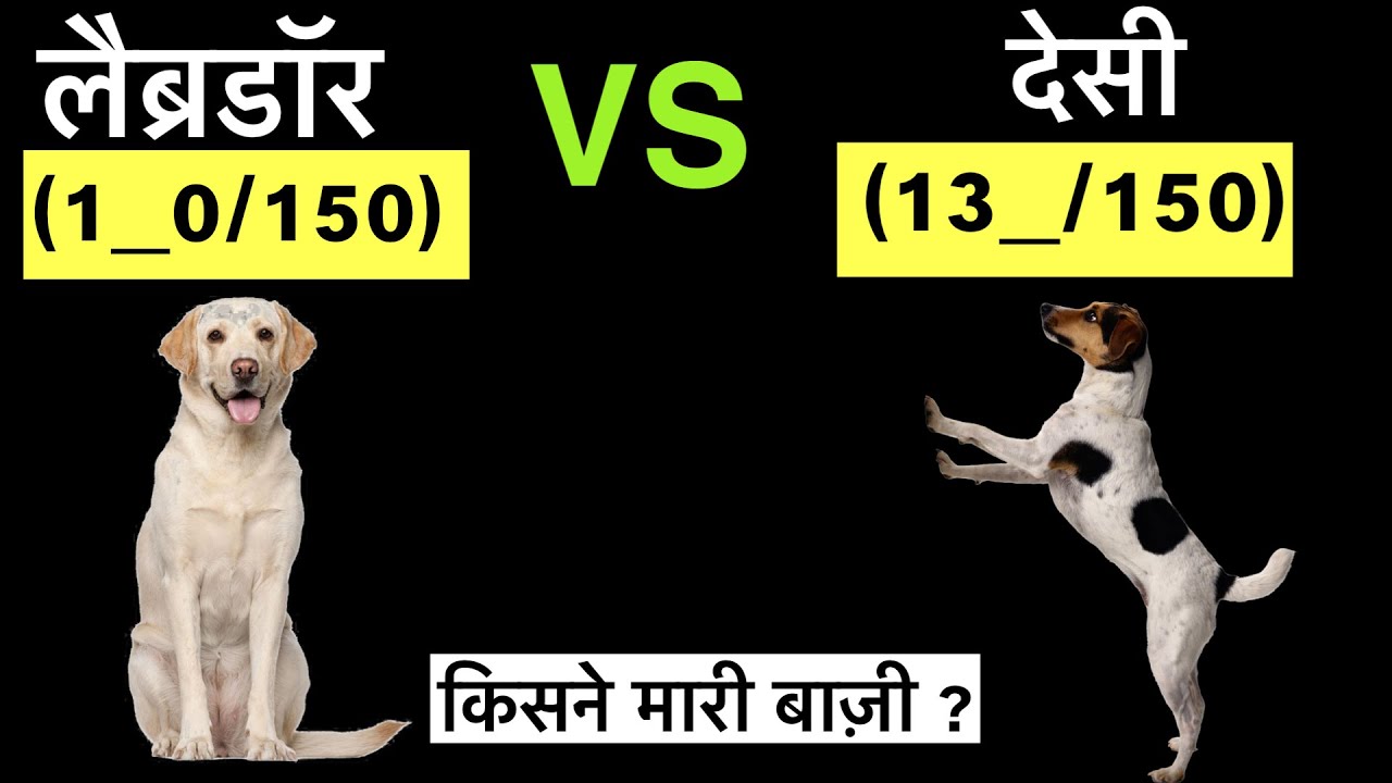 labrador vs indian dog | देसी कुत्ते के बारे में जानकारी | Indian dog  vs foreign dog | desi dogs