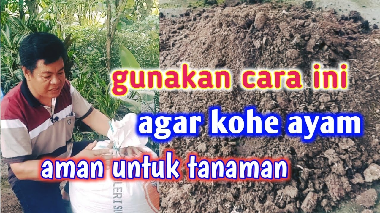 Cara Mengolah Kotoran Ayam Untuk Pupuk Organik