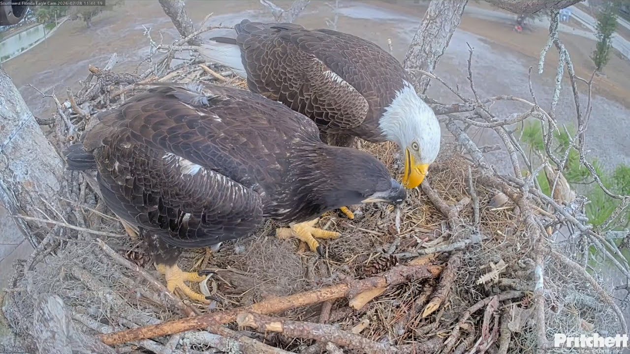 SWFL EAGLE CAM 2026.2.28  🍗M15 brought the UFO (roasted meat?).