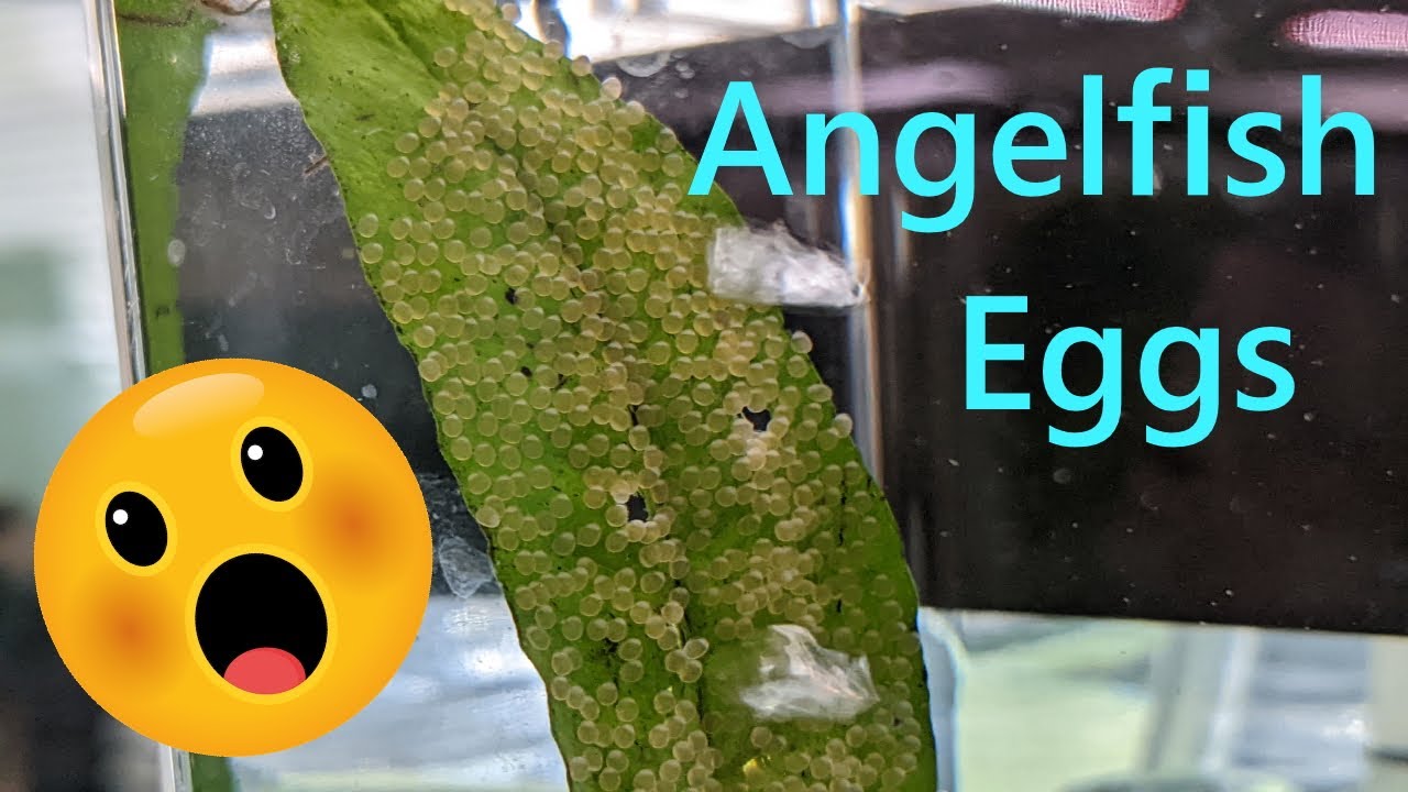 Extracting the Angelfish Eggs!