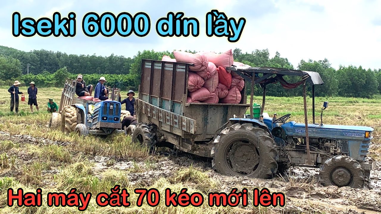 Máy cày iseki 6000 kéo lúa dín lầy ở đồng bào cát xã lạc an nay là xã thường Tân 