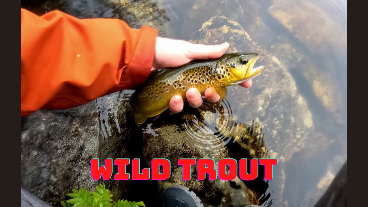 Pesca alla trota selvatica in lago