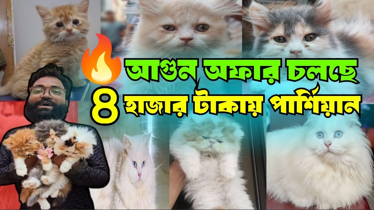 🔥 আগুন অফার চলছে || মাত্র ৪ হাজার  টাকায় পার্শিয়ান বিড়াল || নাঈম ভাইয়ের খামারে || @Lebel-TV