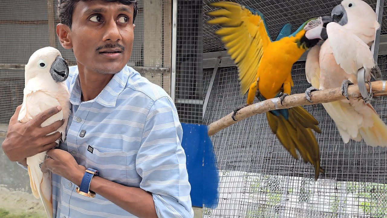 Macaw Attacked (Manka) The Moluccan Cockatoo And Made Her Injured.