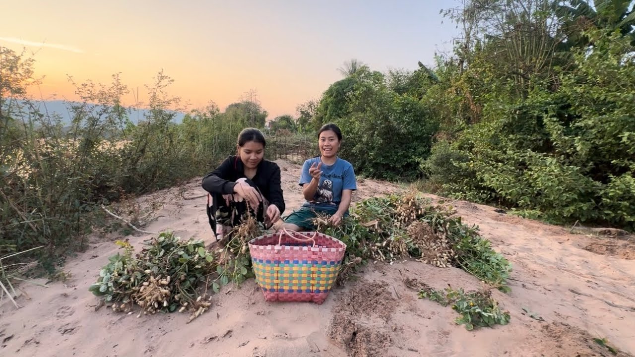 สองพี่น้องมาเก็บถั่วดิน เอาไว้ไปกินตอนเดินทางไปไทยพรุ่งนี้ปีใหม่กับพี่สะก๊อยไปไทยพรุ่งนี้