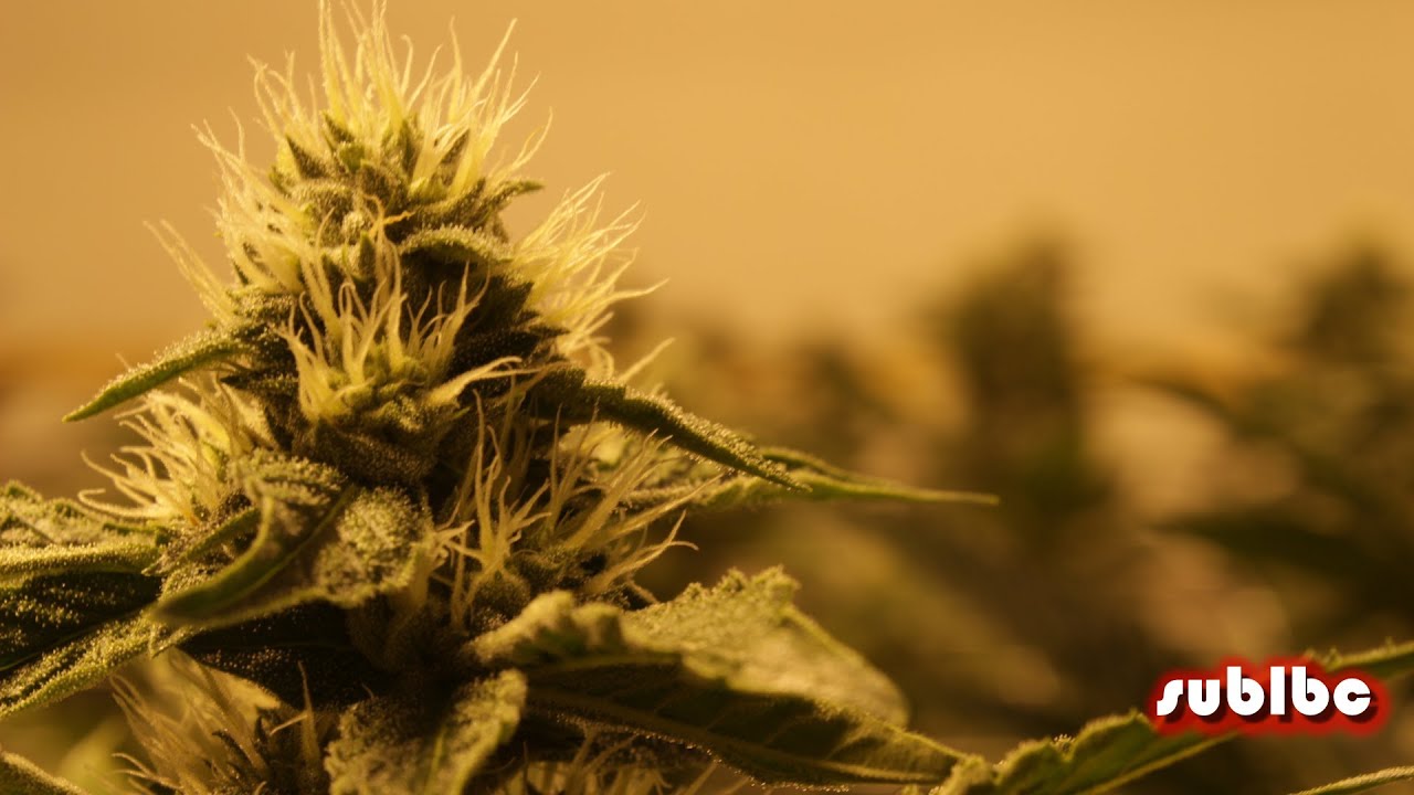 AN vs Heavy 16 Additive Shootout - Day 28 - Money Maker SFVOG