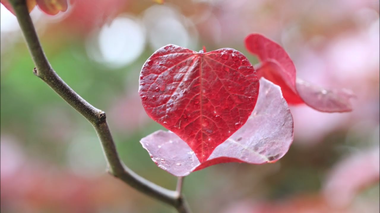 Abraham Hicks ~ Are you really happy or just experiencing blissful disempowerment?