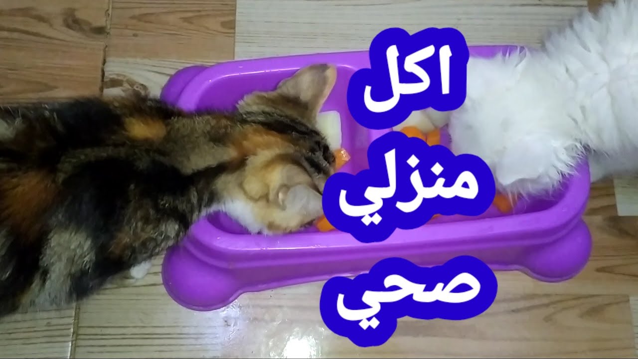 طريقة عمل اكل منزلي صحي للقطط باقل التكاليف