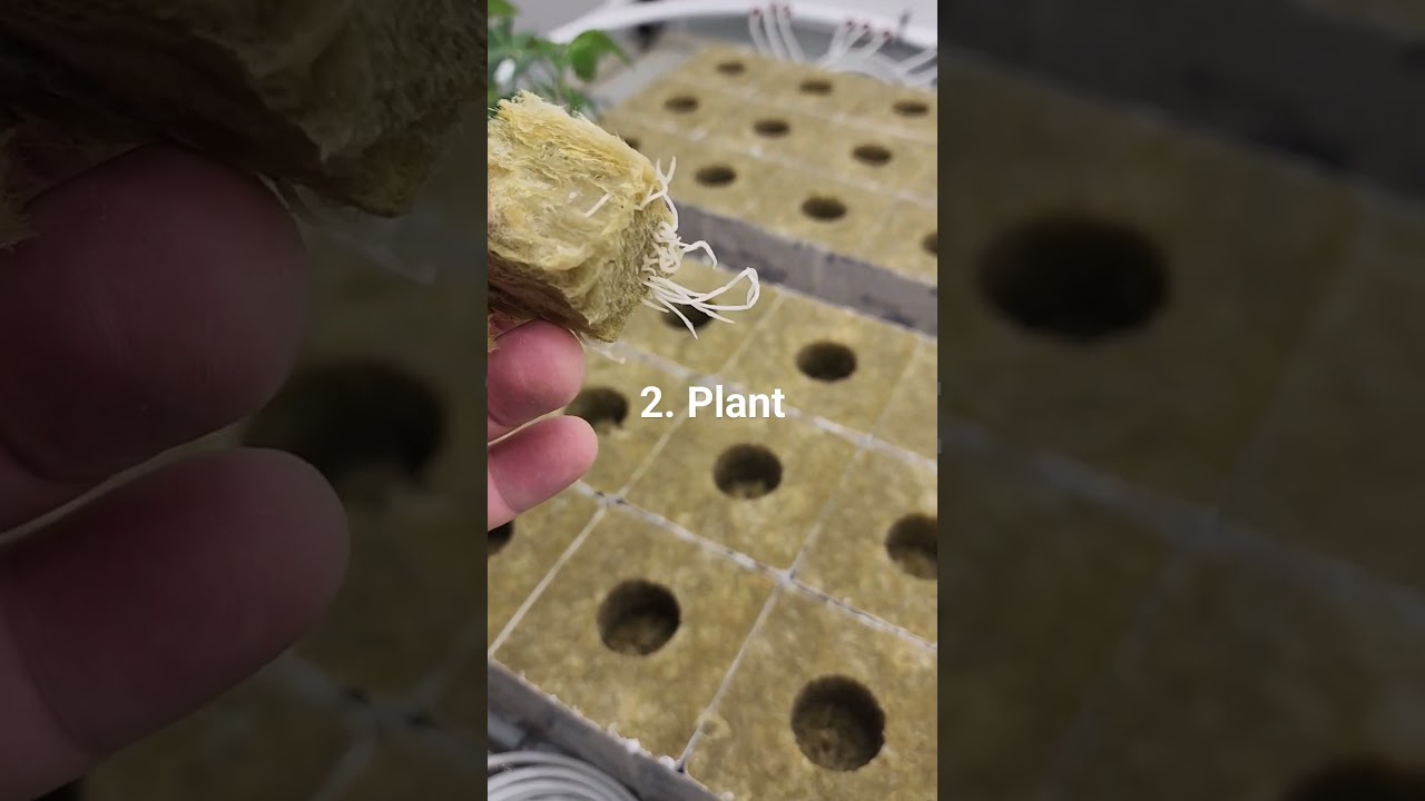 Cannabis Clone Transplant, Rockwool to 4x4 Cube, Hydroponic Growing, Check this out!