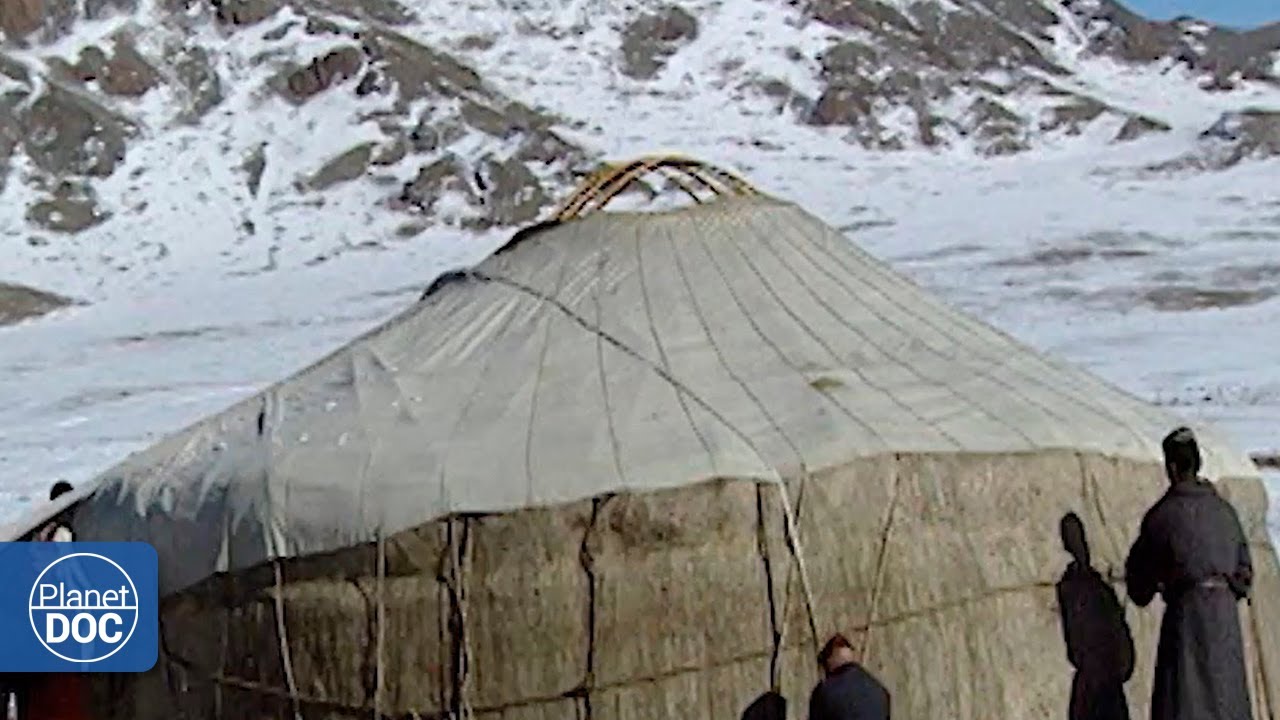 The history of shelters in living beings: a complex evolution over centuries