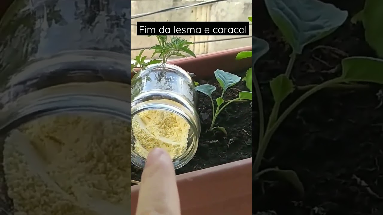 FIM DAS LESMAS E CARACOL 🐌