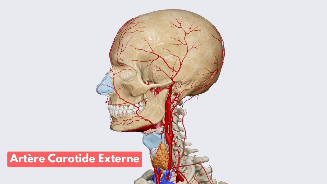 Anatomie de l'Artère Carotide Externe
