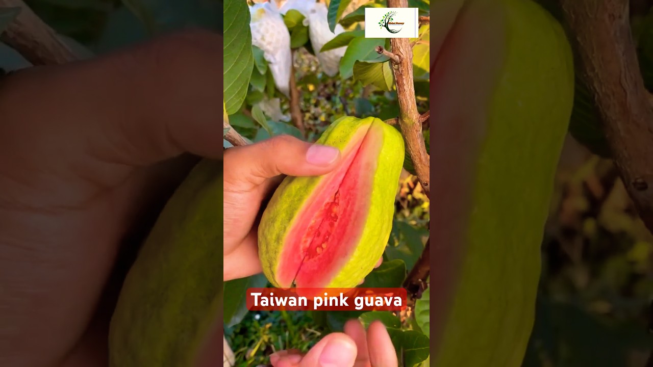 #shots Taiwan pink guava hai #cuttingfruit #viral #nishatnursery