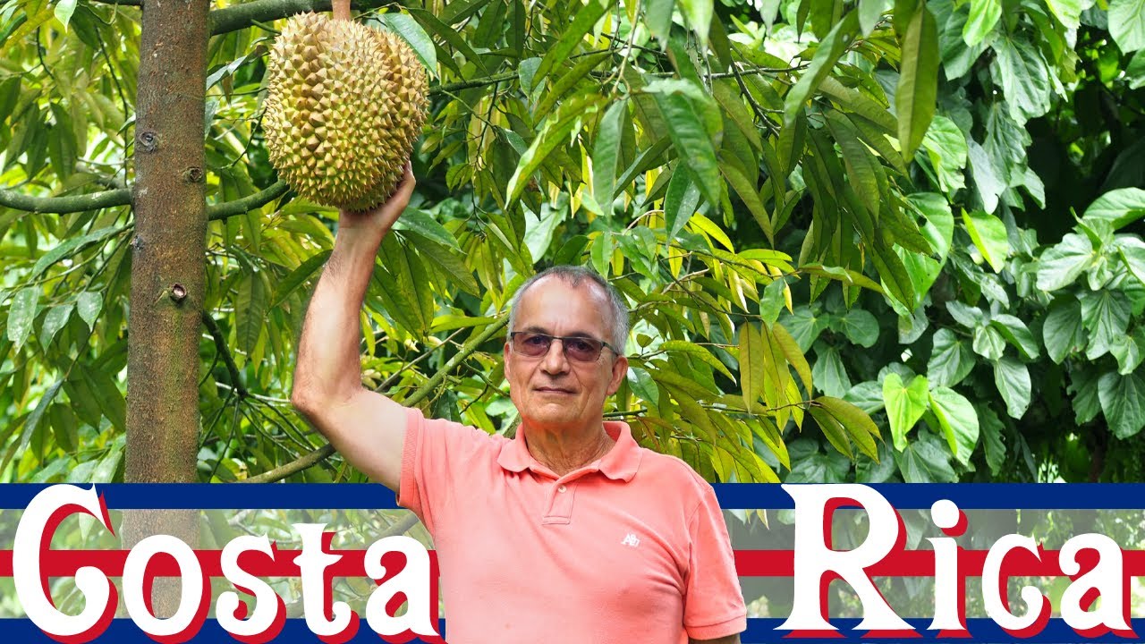 Costa Rica Durian Farm Tour