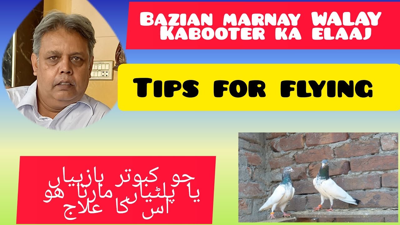 pigeons talk about flying tips 26th March 2024