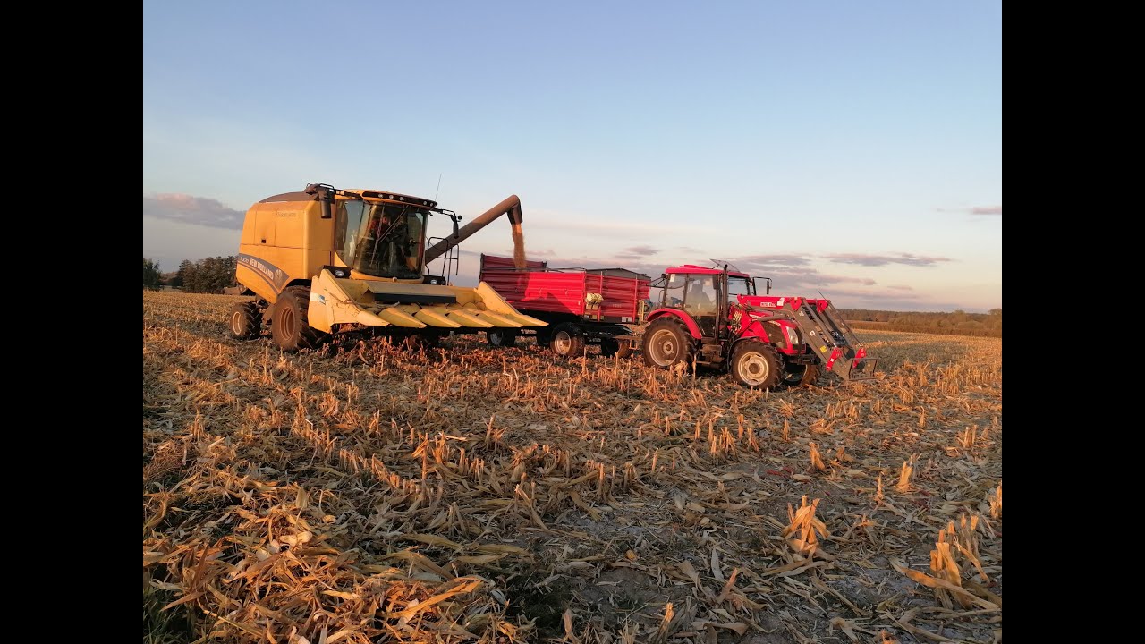 Kukurydza na ziarno 2023 | New Holland & 2x Zetory w odwozie