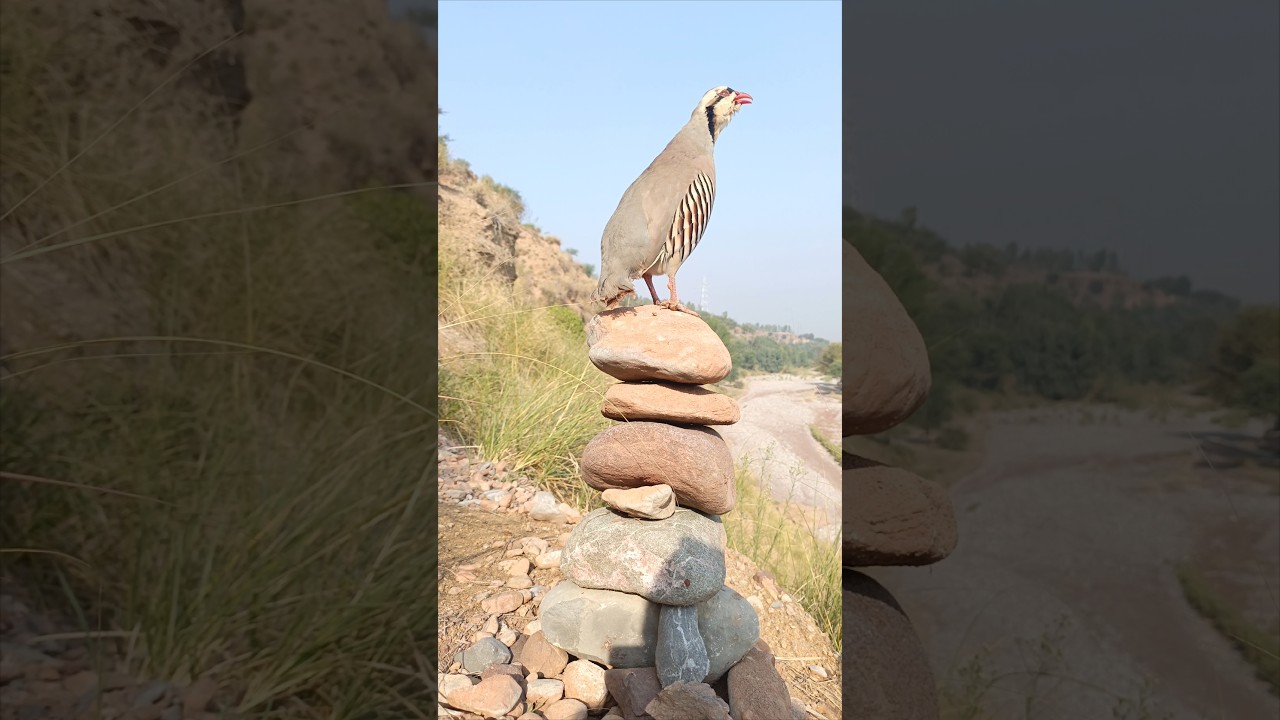 Chakor voice #chakorvoice #naturalbeauty #partridgevoice