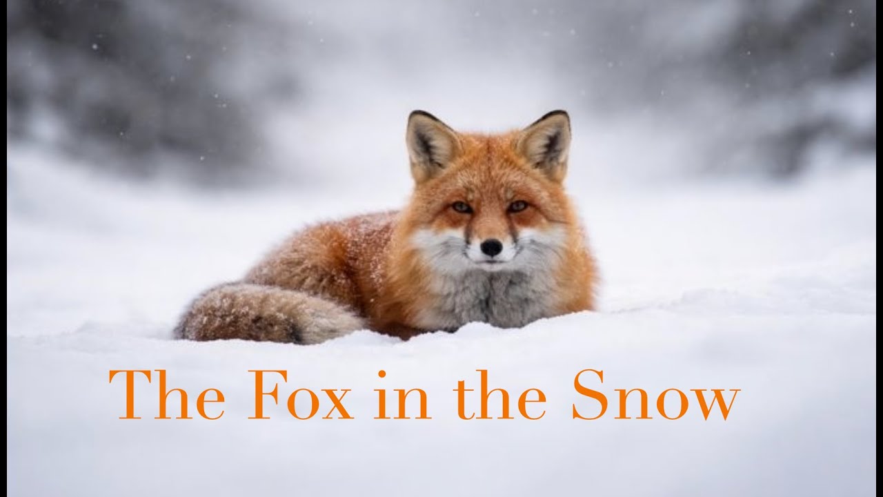 The Fox in the Snow