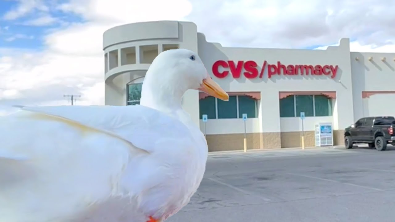 I took my duck to CVS
