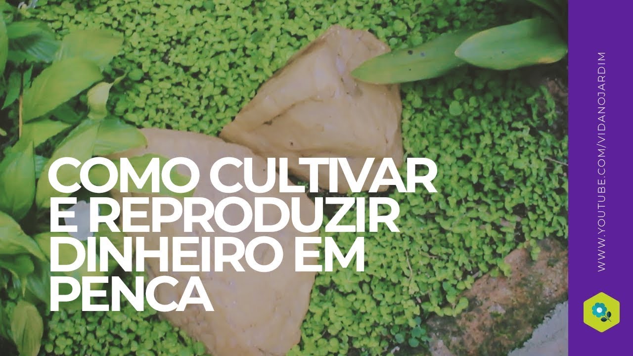 Como cultivar e reproduzir dinheiro em penca