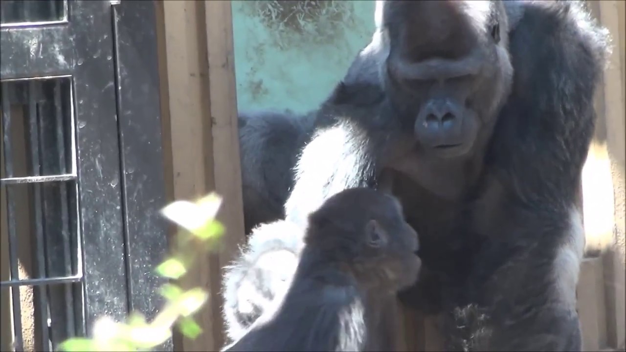 じゃれ合うゴリラ、父(16歳)と息子(5歳)Western Gorilla@Kyoto city zoo