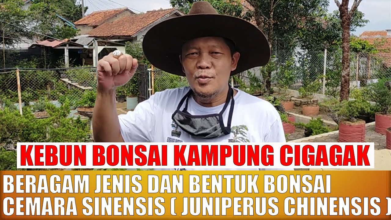 BERAGAM JENIS DAN BENTUK BONSAI CEMARA SINENSIS (JUNIPERUS CHINENSIS) | KEBUN BONSAI KAMPUNG CIGAGAK