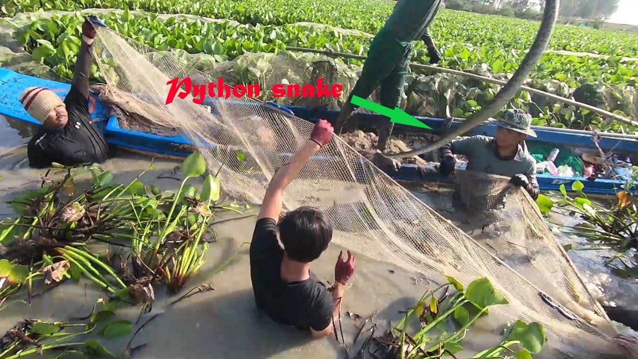 Eps21 Python snake on net| Fishing season Cambodia 2021