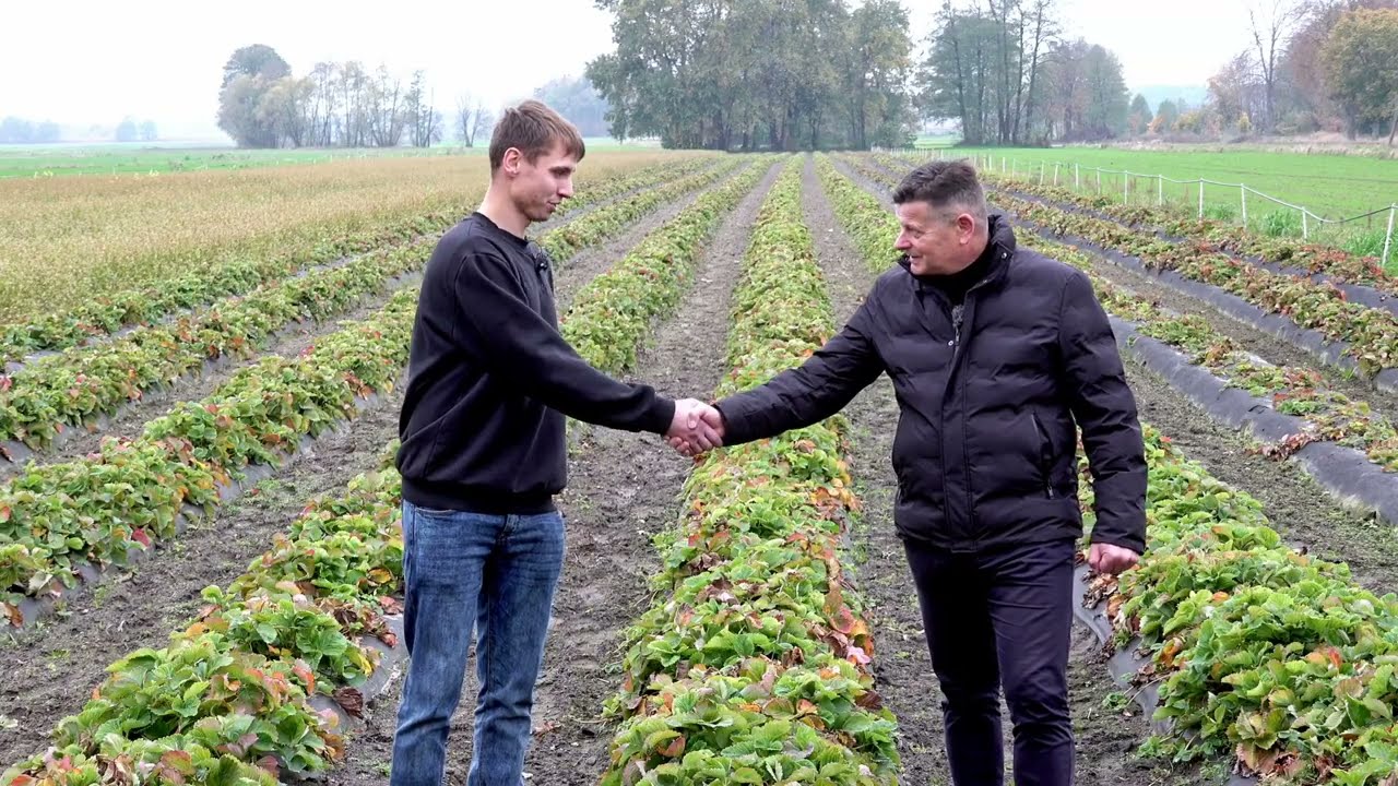 Technologia Verimark® w praktyce czyli jak oceniają ją plantatorzy