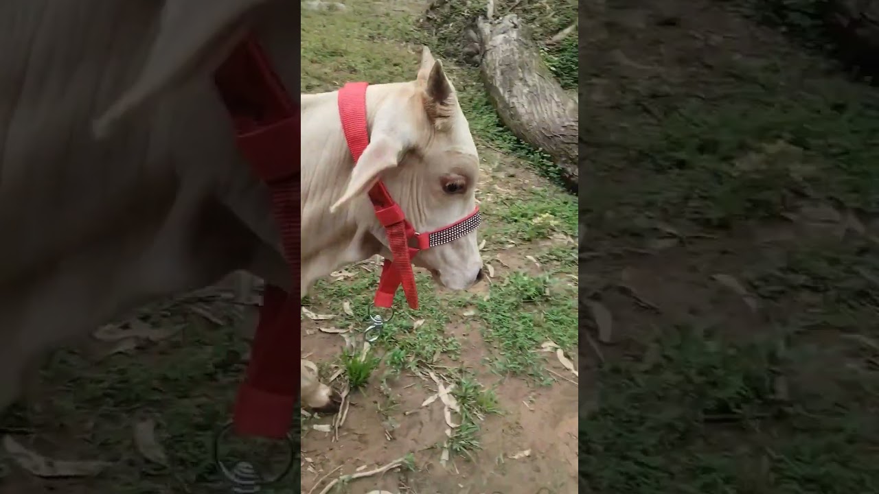 GAUSEVA HETU GAUGRASS ACCIDENT GRASHT GAUVANCH K LIYE DAWAI SEVA ME APNA SAHYOG DE.JAI SHRI KRISHNA