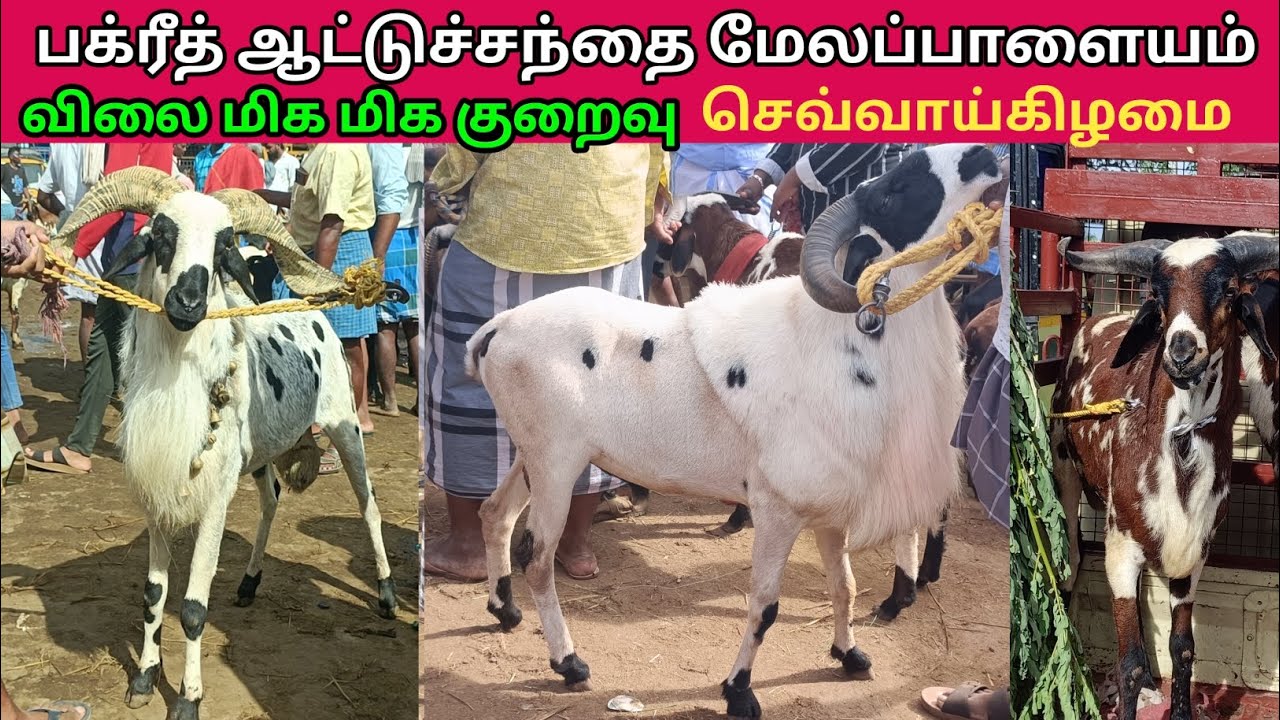 20 - 5 - 2025 | பக்ரீத் கிடாயிகள் வரத்து அதிகம் | மேலப்பாளையம் ஆட்டுச்சந்தை | kalnadaitholan