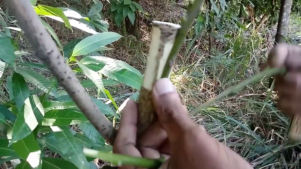 ENXERTIA DE MANGA E MUITO  FACIL!!!, VEJA É FAÇA JA.