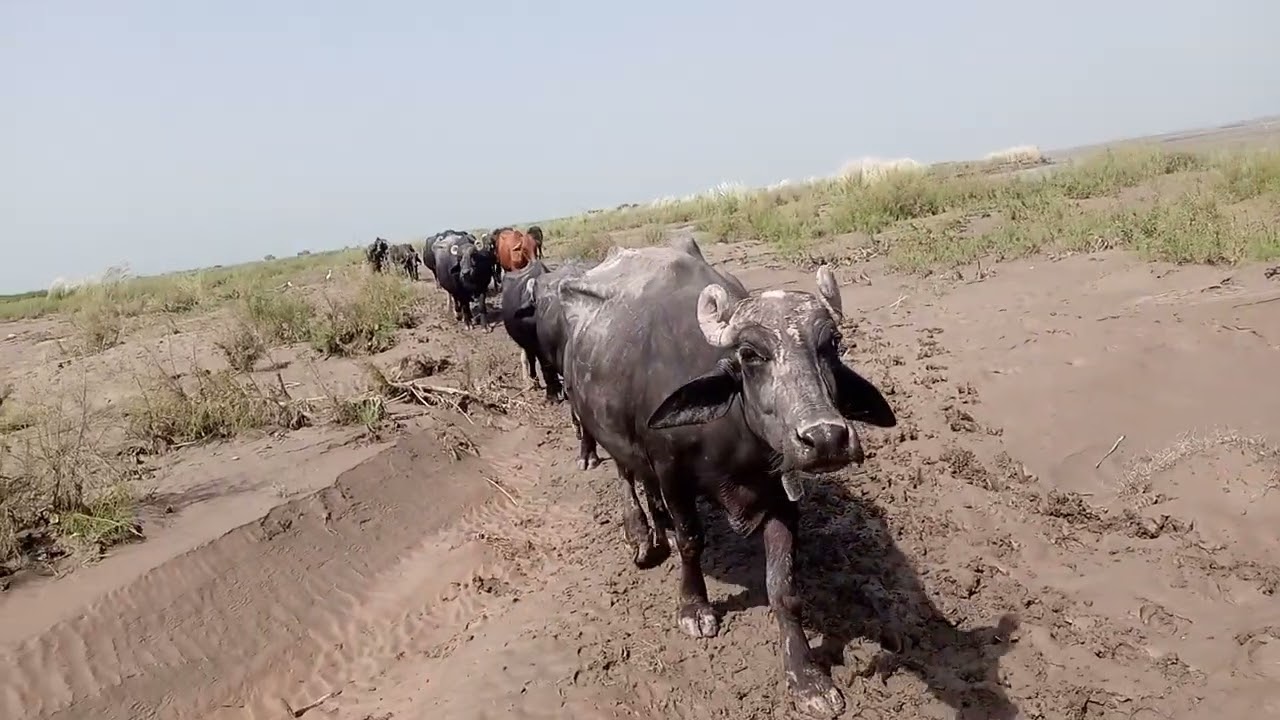 Buffelows are walking in one Line ♨️
