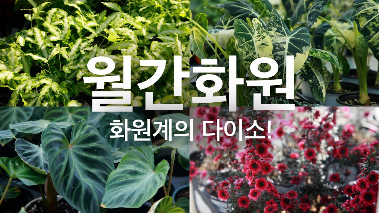 식물 입문자를 위한 천국 월간화원 / 싸고 예쁜 식물 추천 총집합 / 화원계의 다이소