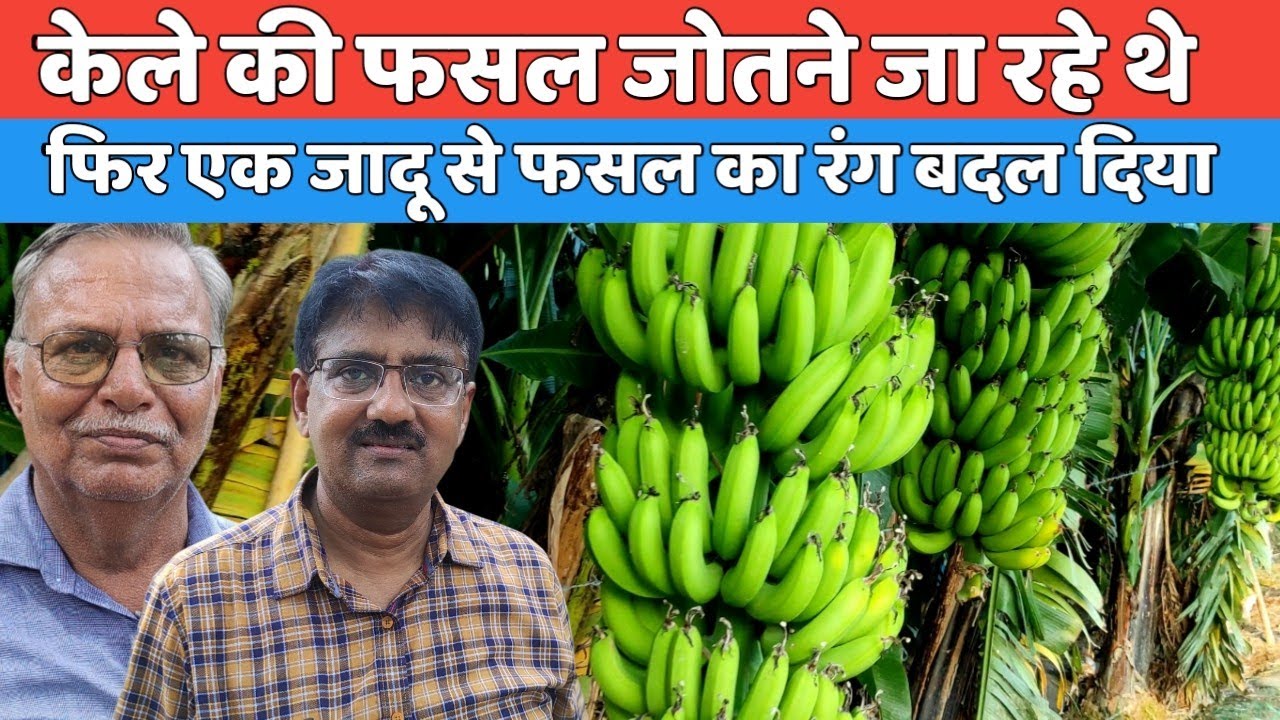 केले से दिल टूट गया था फिर एक जादू ट्राई किया फिर हुआ अविश्वसनीय उत्पादन Smart Kisan Banana Farming