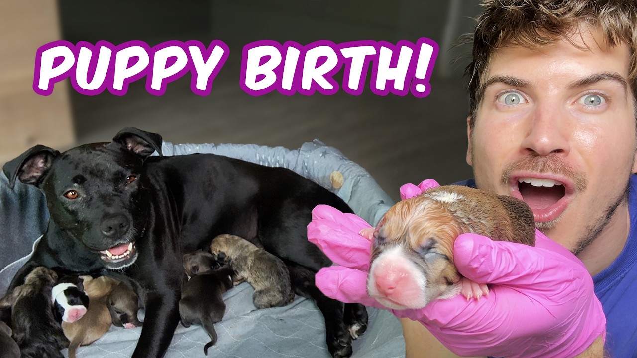 My Dog Gave Birth and You Won&rsquo;t Believe How Many Puppies!